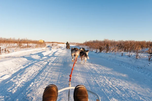 Husky paseo en trineo al atardecer en el paisaje de invierno. Desenfoque de movimiento —  Fotos de Stock