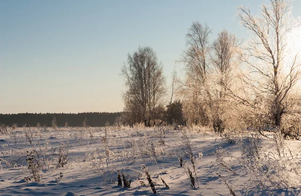 Vackert vinterlandskap med snötäckta träd — Stockfoto