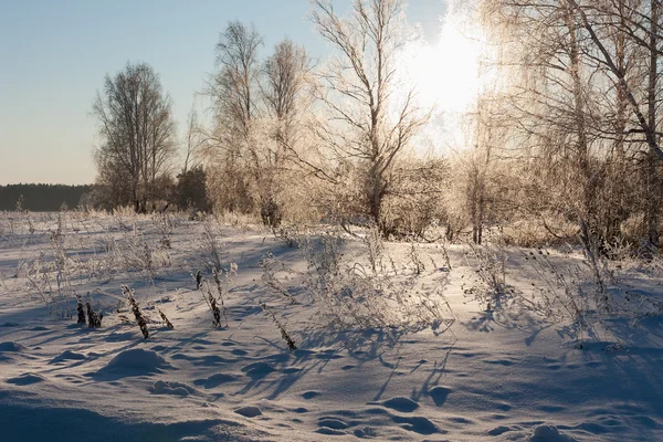 Bela paisagem de inverno com árvores cobertas de neve — Fotografia de Stock