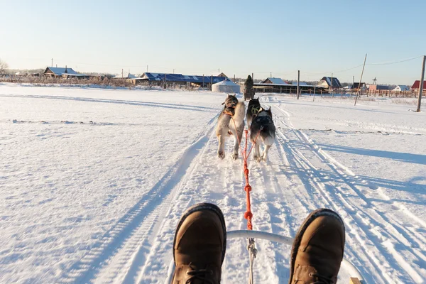 Husky slee rijden bij zonsondergang in de winterlandschap. Bewegingsonscherpte — Stockfoto