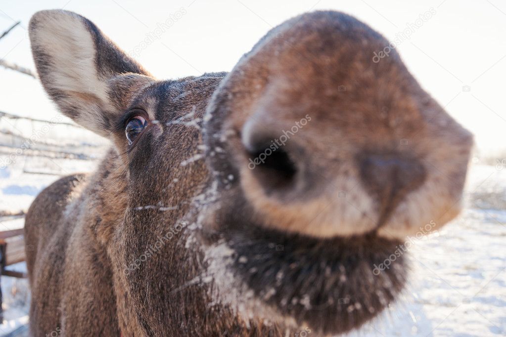 Baby Moose Snout Stock Photo Image By C Ravil S