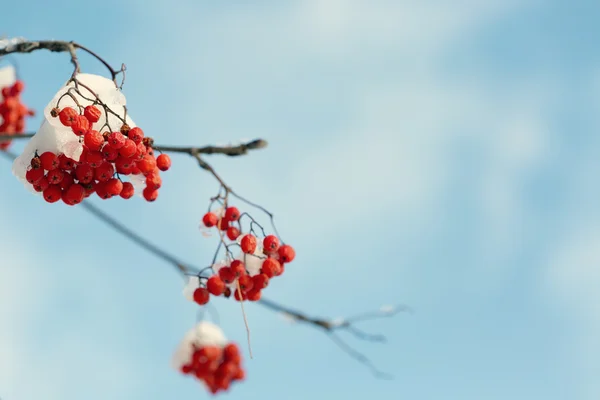 Frozen rowanberry under the snow — Stock Photo, Image