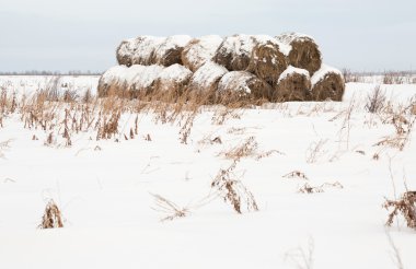 Rulo Haystack