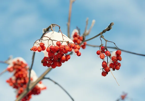 Frozen rowanberry under the snow — Stock Photo, Image