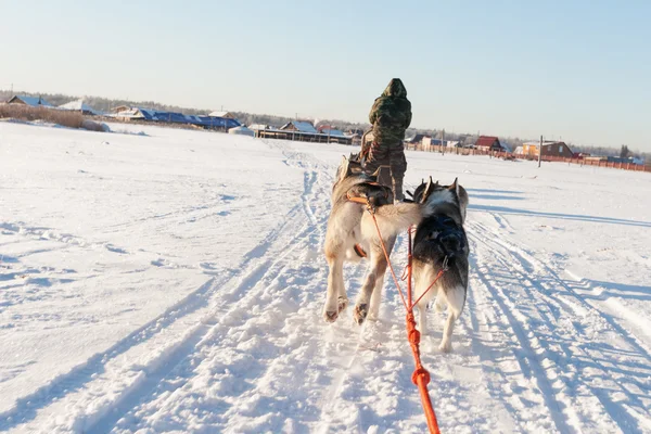 Husky slee rijden bij zonsondergang in de winterlandschap — Stockfoto