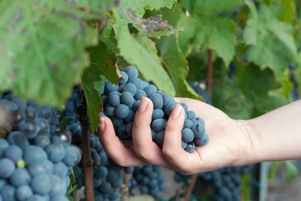 Cosecha de uvas Una mano inspeccionando la cosecha de uva negra madura — Foto de Stock