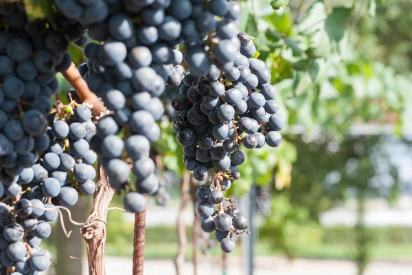 Cosecha del viñedo. Uvas maduras en otoño — Foto de Stock