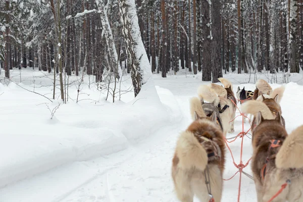 Husky slee in winter boslandschap — Stockfoto