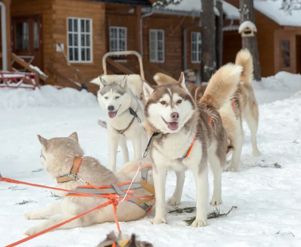 Husky psy na zimowy krajobraz — Zdjęcie stockowe