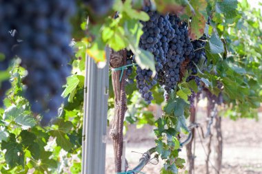 Üzüm hasat. Sonbaharda olgun üzüm