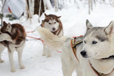 Husky köpek kış manzarası