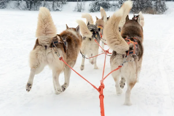 Husky paseo en trineo en el paisaje de invierno. Desenfoque de movimiento — Foto de Stock