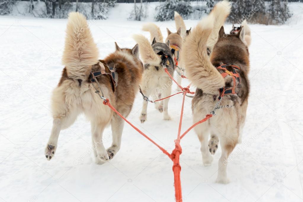 Husky sledge ride in winter landscape. Motion blur