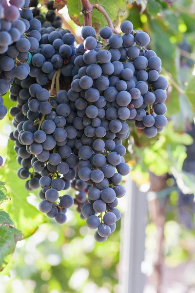 Cosecha del viñedo. Uvas maduras en otoño — Foto de Stock