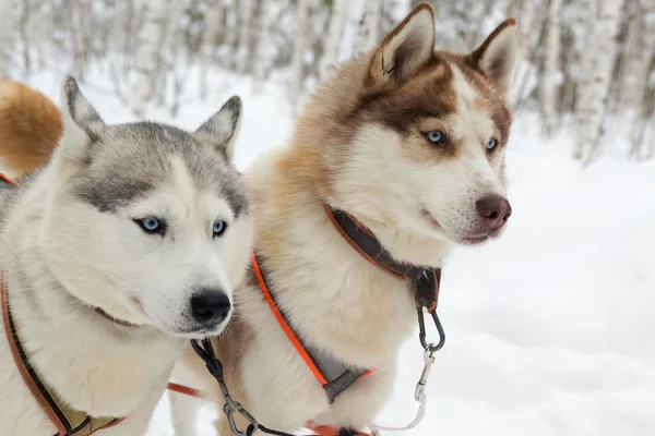Husky perros en invierno paisaje — Foto de Stock