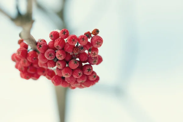 冻结的雪下的 rowanberry — 图库照片