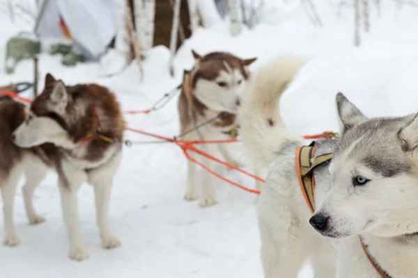 Husky psy na zimowy krajobraz — Zdjęcie stockowe