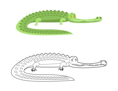 Timsah Boyama kitabı. İyi kayman. Vahşi hayvan. Yeşil sürüngen