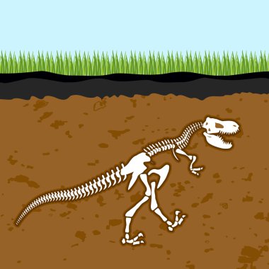 Tyrannosaurus Rex iskeletini. Dinazor kemikleri Earth. Fosil