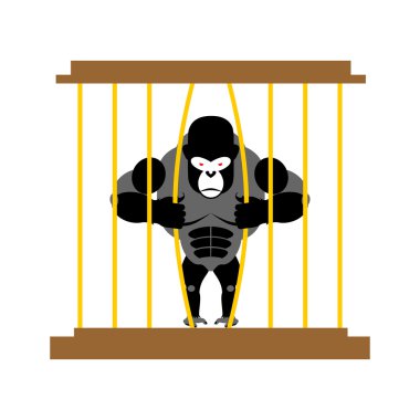 Gorilla in cage in  Zoo. Strong Scary wild animal in captivity.