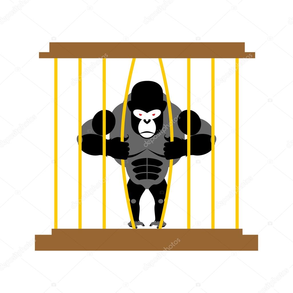 Gorilla in cage in  Zoo. Strong Scary wild animal in captivity.
