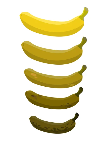Banan. Etapie gnicie bananów. Piękne żółte świeżych bananów — Wektor stockowy