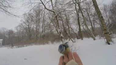 The contact bird and man