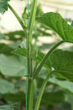 Salatalık yan sürgünler