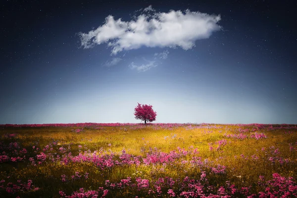 Весеннее дерево, звезды — стоковое фото