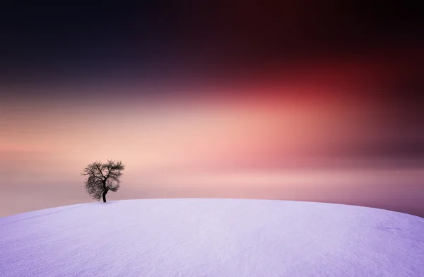 Invierno, puesta del sol, árbol — Foto de Stock