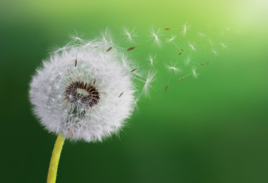 karahindiba tohumları uçuyor