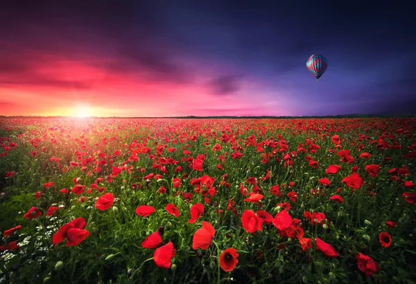 Puesta de sol sobre el campo de amapola — Foto de Stock