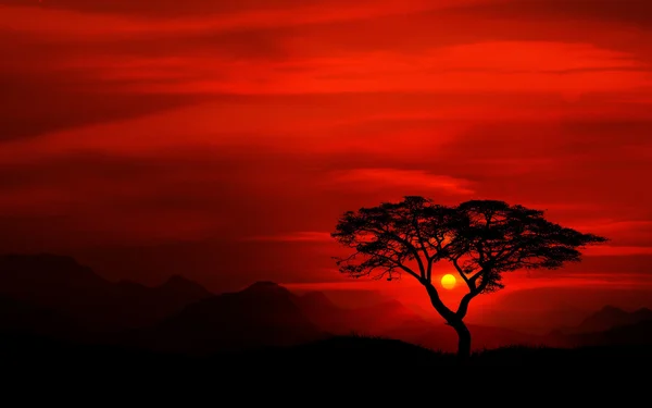 Západ slunce na strom — Stock fotografie