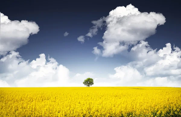 Жёлтое поле с деревом — стоковое фото