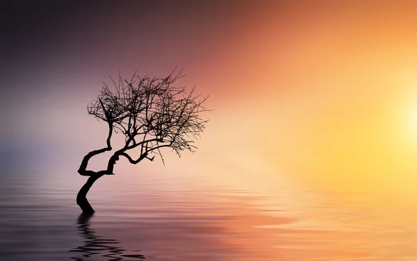Дерево на озері — стокове фото