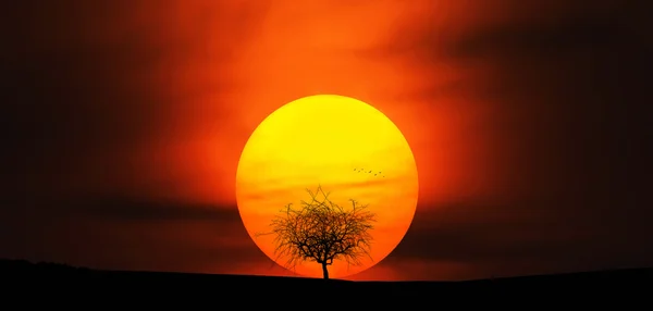 Tree at sunset in summer day — Stock Photo, Image