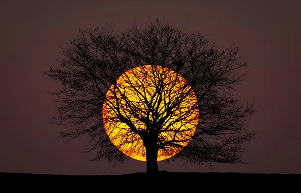 Albero al tramonto — Foto Stock