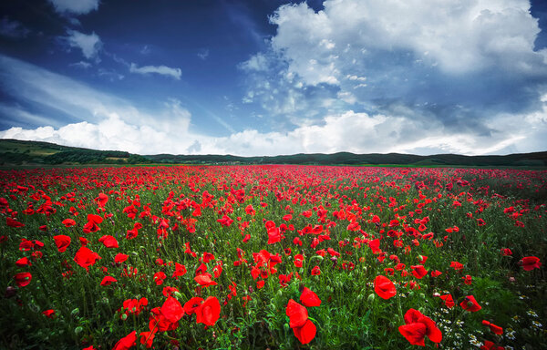 Field full of red poppies