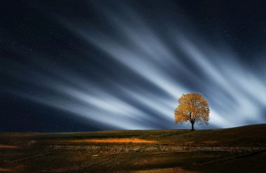ağaç, gece