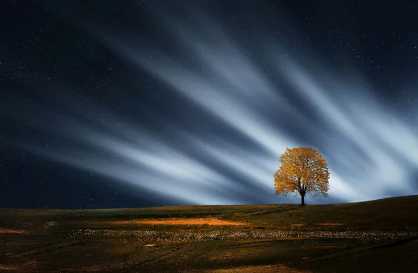 Boom in de nacht — Stockfoto