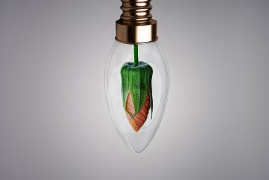 Ampul içinde Pembe çiçek tomurcuğu