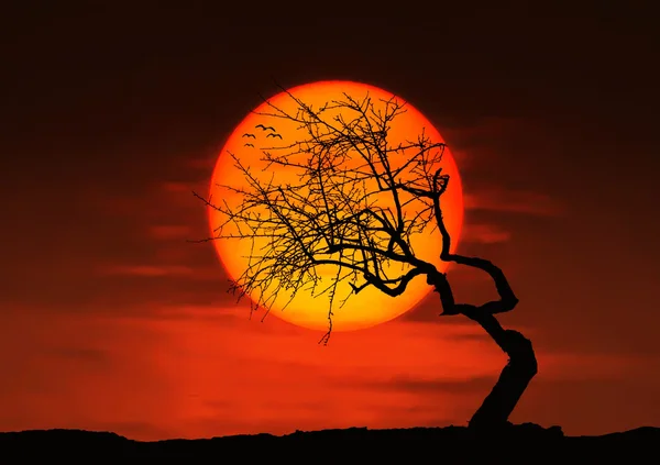 Osamělý strom a ptáků při západu slunce — Stock fotografie