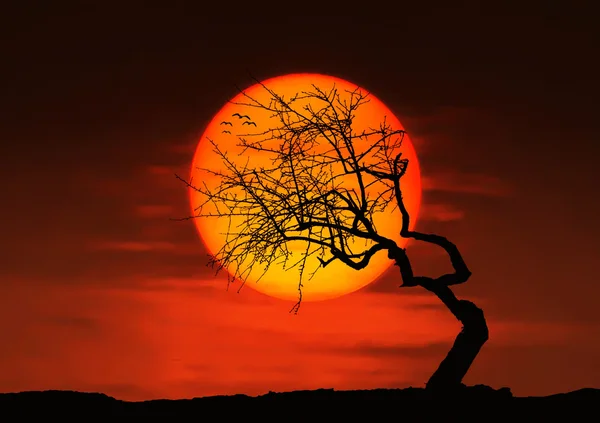 Albero solitario e uccelli al tramonto — Foto Stock