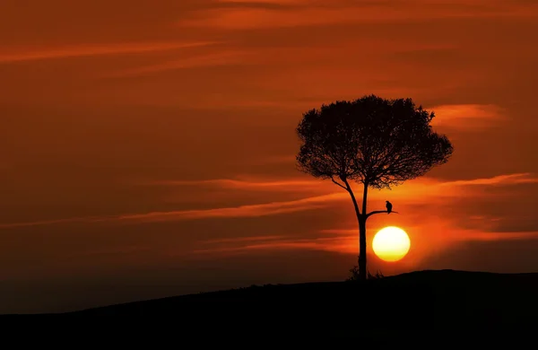 Árvore solitária no campo — Fotografia de Stock