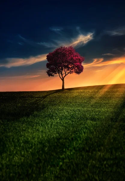 Albero solitario nel campo — Foto Stock