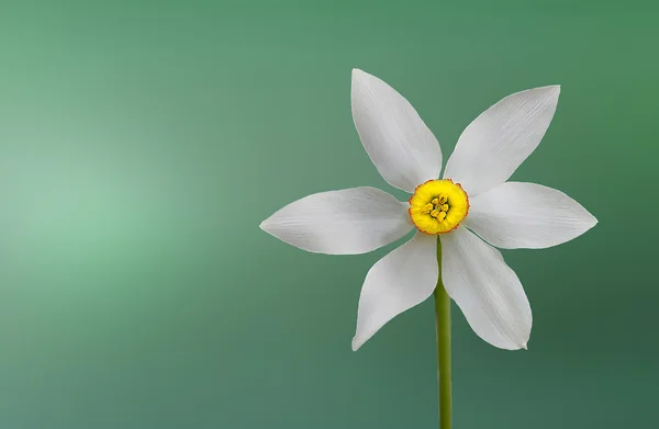 Narcissus on green background — Stock Photo, Image