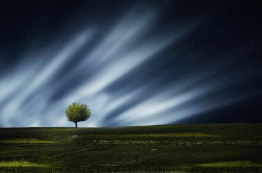 ağaç, gece