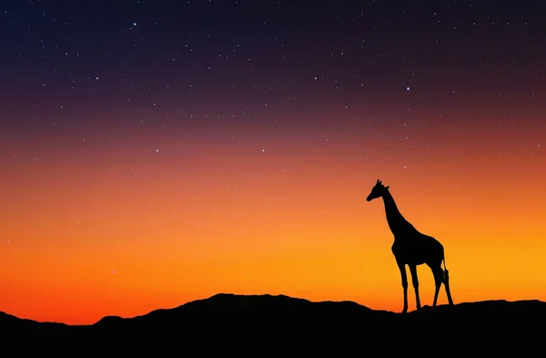 Silhouette der Giraffe — Stockfoto