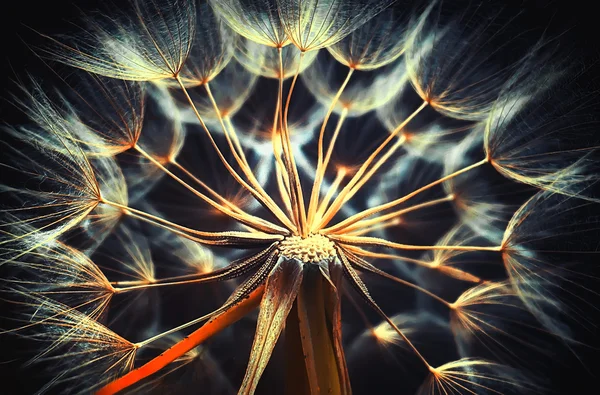 Hermoso diente de león dorado — Foto de Stock