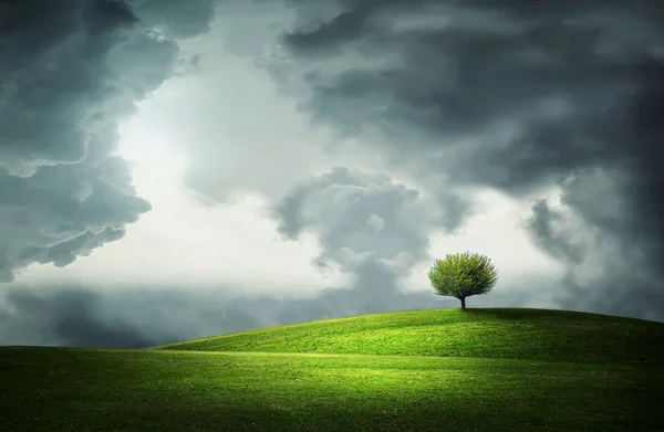 Одинокое дерево в зеленом поле — стоковое фото